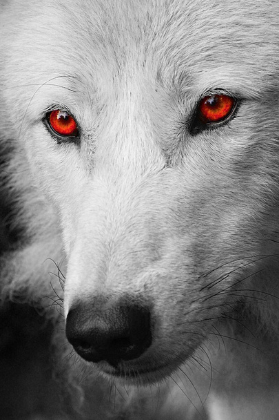 Witte wolf - Foto, afbeelding