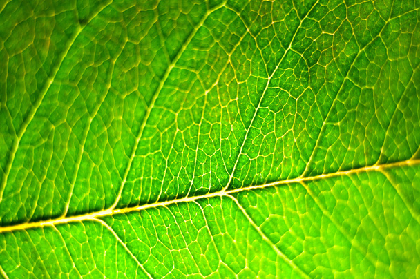 Textur eines grünen Blattes als Hintergrund - Foto, Bild