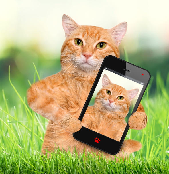 Cat taking a selfie with a smartphone. - Foto, imagen