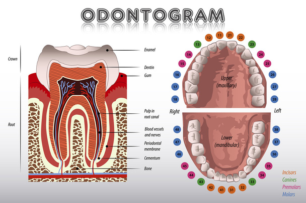 Odontograma. Diagrama dos dentes
 - Vetor, Imagem
