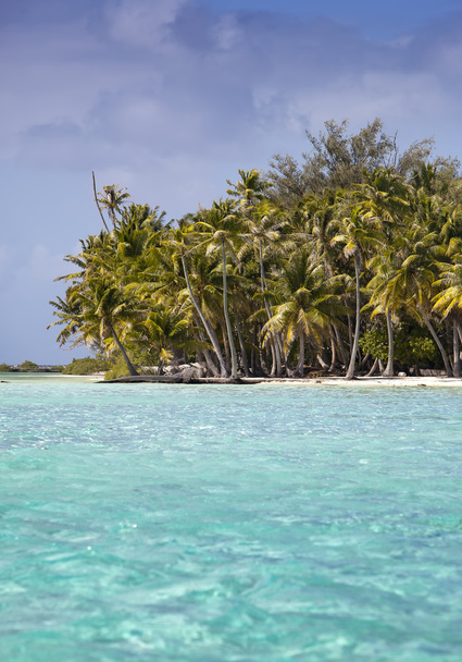 Trooppinen saari palmuineen meressä - Valokuva, kuva