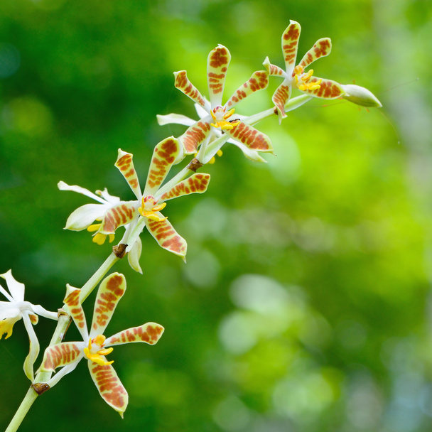orquídea de staurochilus
 - Foto, Imagem