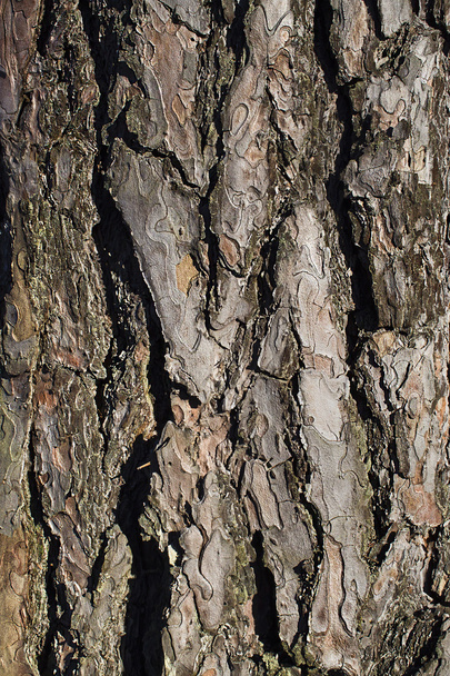 кора дерева
 - Фото, зображення