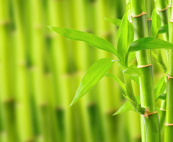Bamboo background with copy space - Zdjęcie, obraz