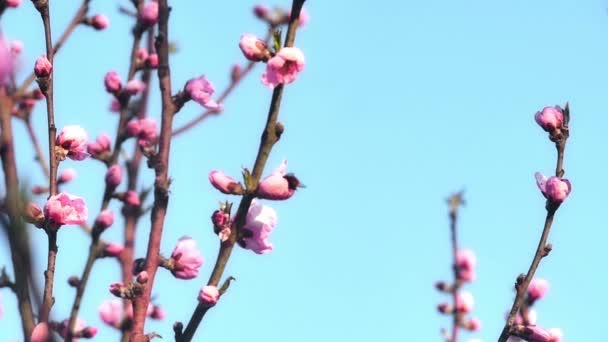 Wiosną drzewo kwiat kwitnąć - Materiał filmowy, wideo