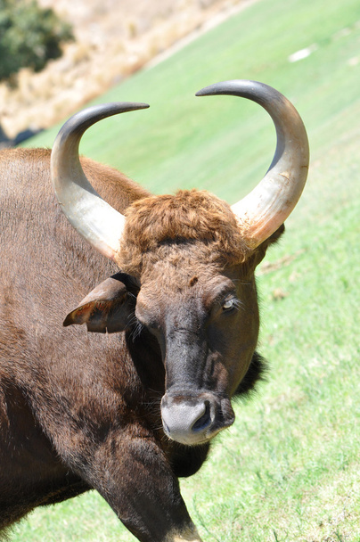 Cape buffalo - Φωτογραφία, εικόνα