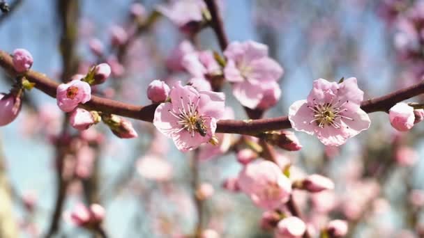 Flor de flores de árvore de primavera
 - Filmagem, Vídeo