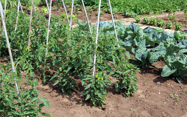 pomidora w ogrodzie rolnik - Zdjęcie, obraz