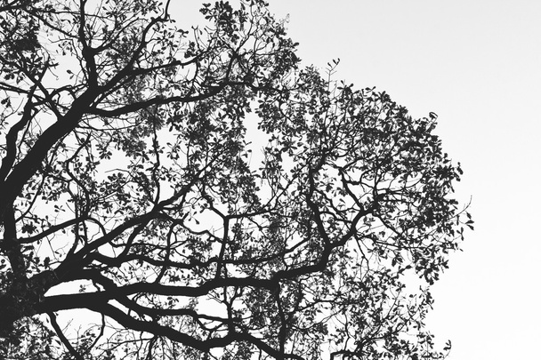 Silhouette dell'albero - Foto, immagini
