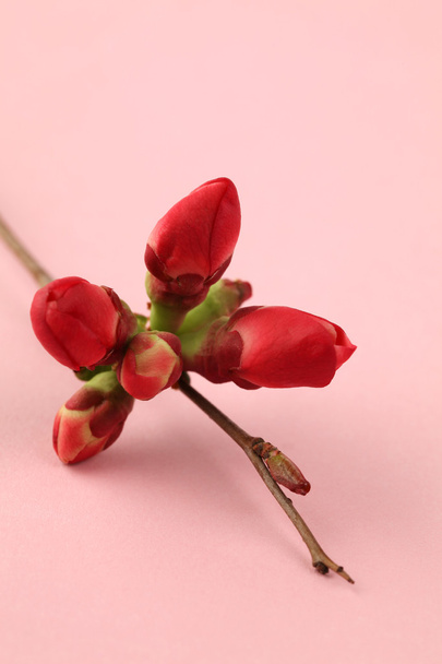 Quince buds on pink - Photo, image