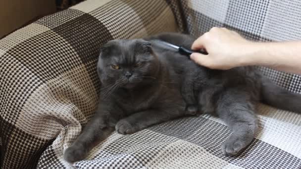 Scottish Fold Cat está siendo peinado
 - Metraje, vídeo