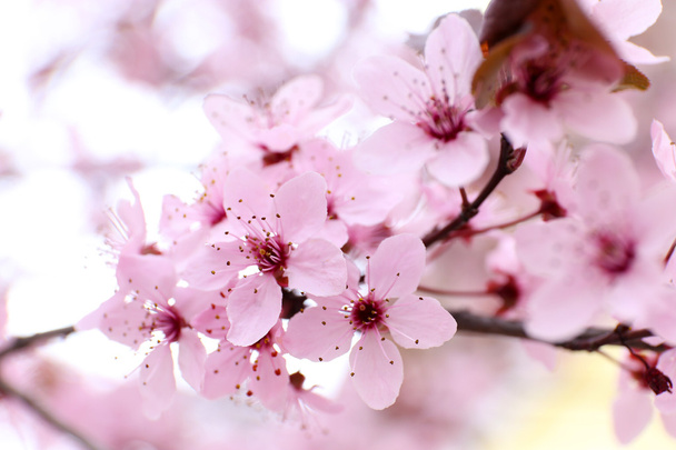 Blooming tree twigs with pink flowers in spring close up - Fotografie, Obrázek