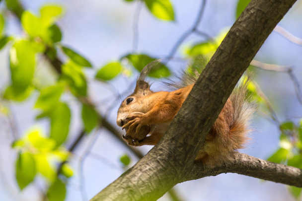 écureuil sur un arbre de printemps
 - Photo, image