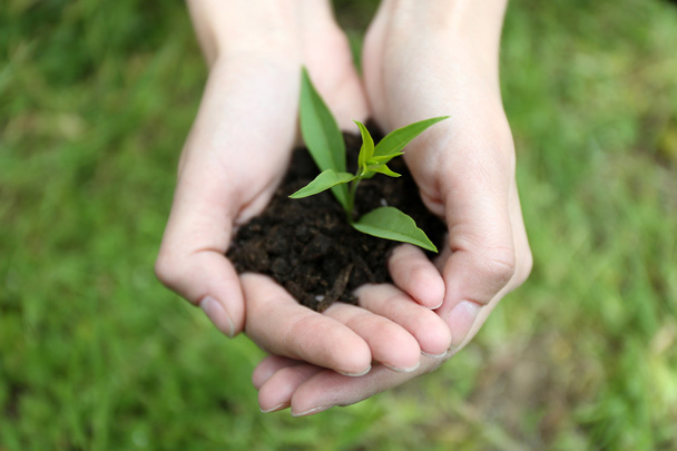 Green seedling growing from soil in hands outdoors - Fotó, kép