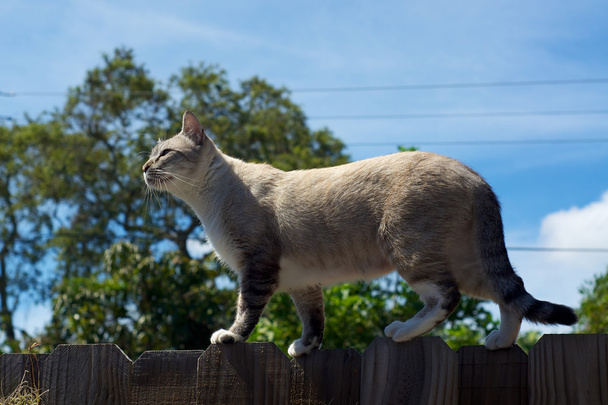 kot na ogrodzenie w profilu - Zdjęcie, obraz