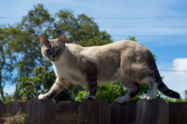 dziki kot na ogrodzenia, patrząc na podglądzie - Zdjęcie, obraz