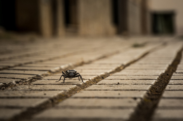 Darkling beetle - Photo, Image