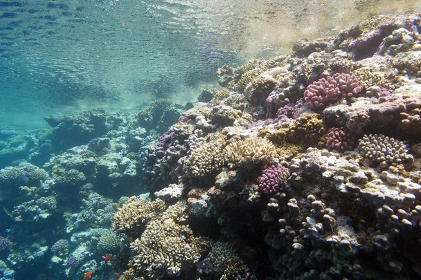 korallzátony trópusi tengeri, víz alatti víz felszíne alatt - Fotó, kép