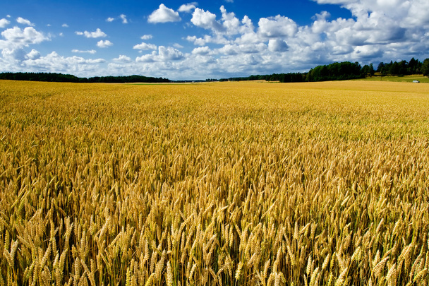 熟した小麦畑成熟的小麦字段 - 写真・画像