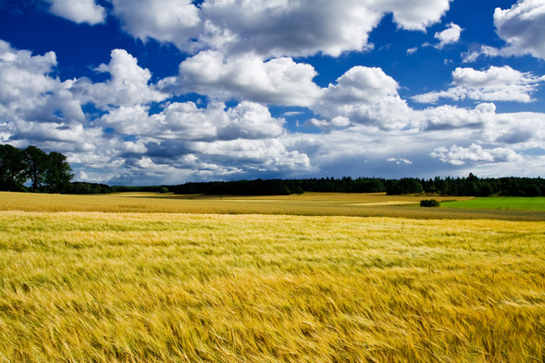 黄金の熟した大麦フィールド風景 - 写真・画像