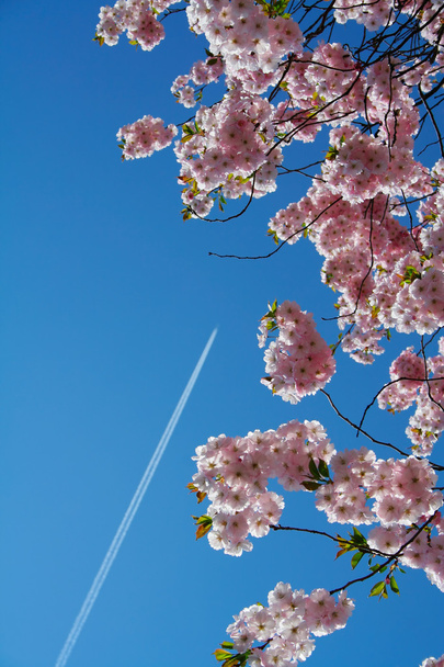 Fliegen Sie ins Land der Sakura - Foto, Bild
