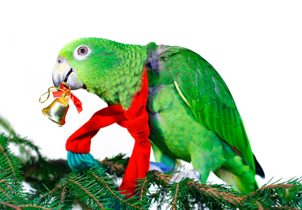 Vihreä Amazon papukaija kultainen kello istuu joulukuusi
 - Valokuva, kuva