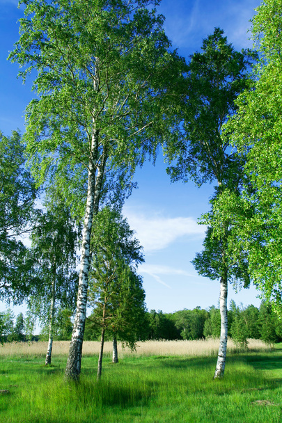 Березові дерева на березі озера в червні
 - Фото, зображення