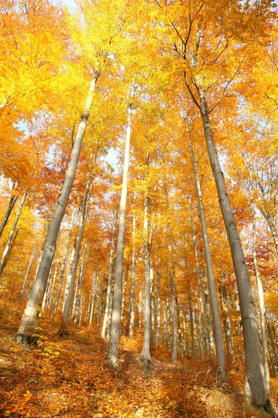 Bosque de haya de otoño
 - Foto, Imagen