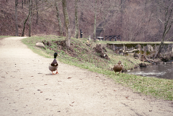 kaczki na drodze w pobliżu rzeki - Zdjęcie, obraz