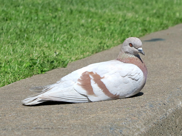 Kahverengi ve beyaz güvercin - Fotoğraf, Görsel