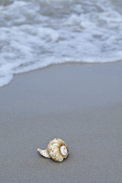 tengeri kagyló a strandon - Fotó, kép
