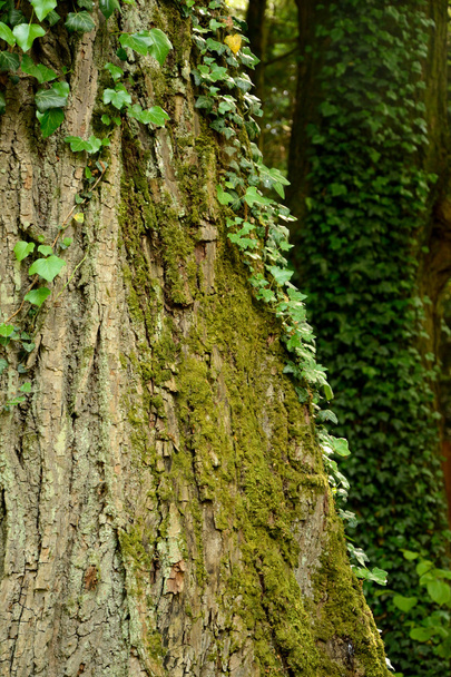 Hera e musgo no tronco da árvore
 - Foto, Imagem