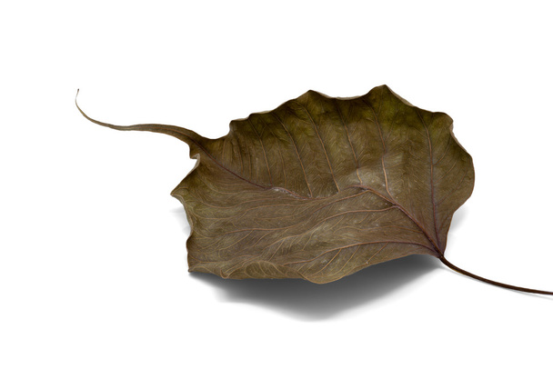 Vena secca di foglie di bodhi su sfondo bianco
 - Foto, immagini