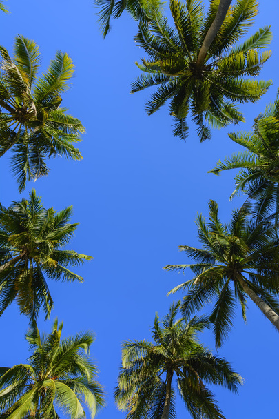 Towering Coconut Trees - Photo, Image