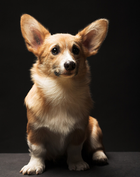 子犬ウェルシュ コーギー  - 写真・画像