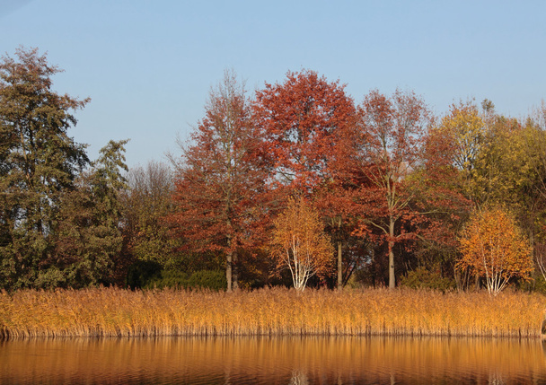 Farbige Bäume im Herbst - Foto, Bild