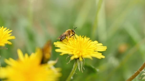 μέλισσα πάνω κίτρινα λουλούδια - Πλάνα, βίντεο