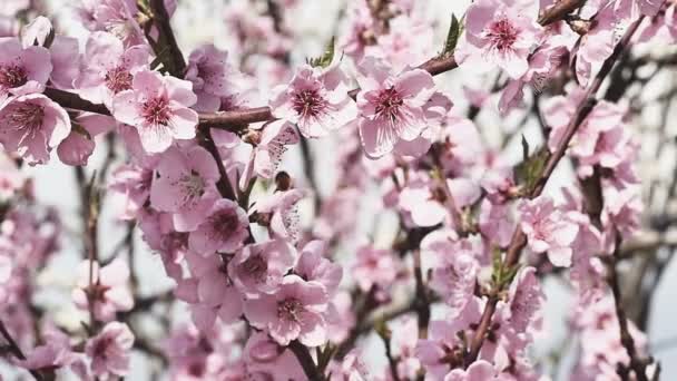 Fleurs d'arbre de printemps fleurissent
 - Séquence, vidéo