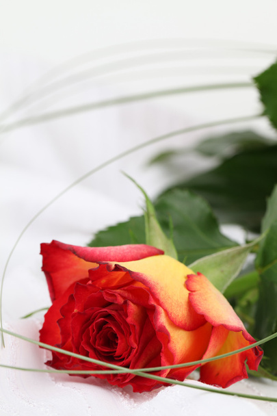 Red-yellow rose - Foto, Bild