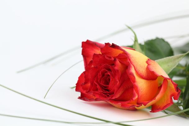 Red-yellow rose - Foto, Bild