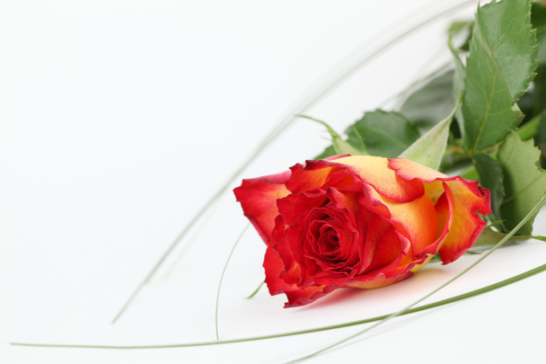 Red-yellow rose - Photo, image
