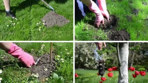 Maulwurfnagetier mit Falle im Garten bekämpfen Collage von Filmausschnitten. - Filmmaterial, Video