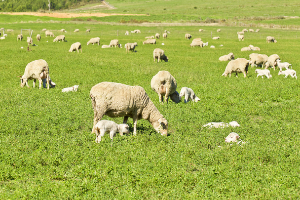 羊の放牧 - 写真・画像