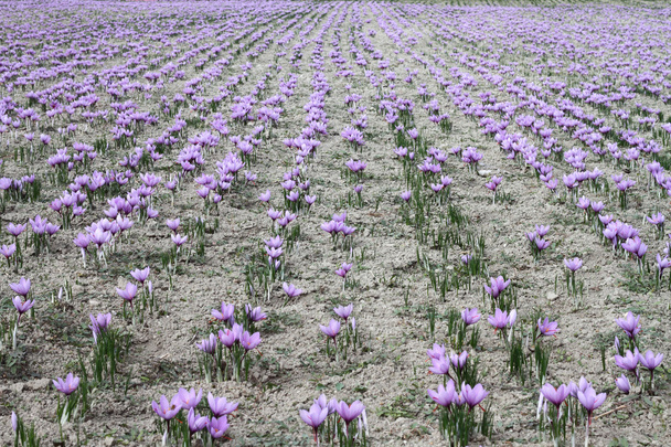 Квіти шафрану на полі
 - Фото, зображення