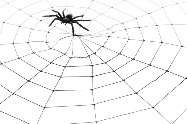 Toile d'araignée - Photo, image