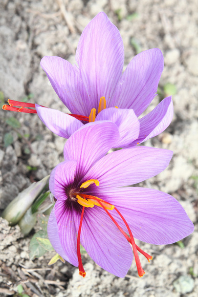 krásné fialové šafrán crocus květiny - Fotografie, Obrázek