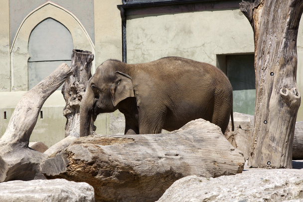 Vieil éléphant
 - Photo, image