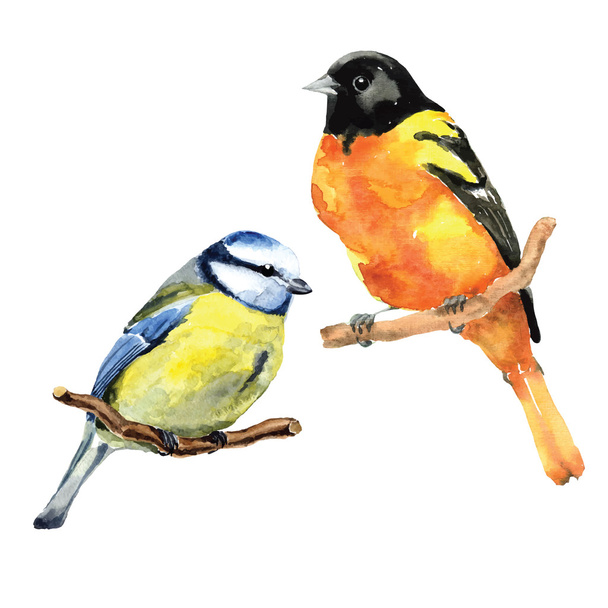 watercolor oriole and  tit birds - Vector, Image