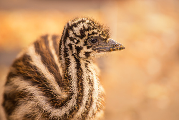 Bebé australiano Emu
 - Foto, Imagen