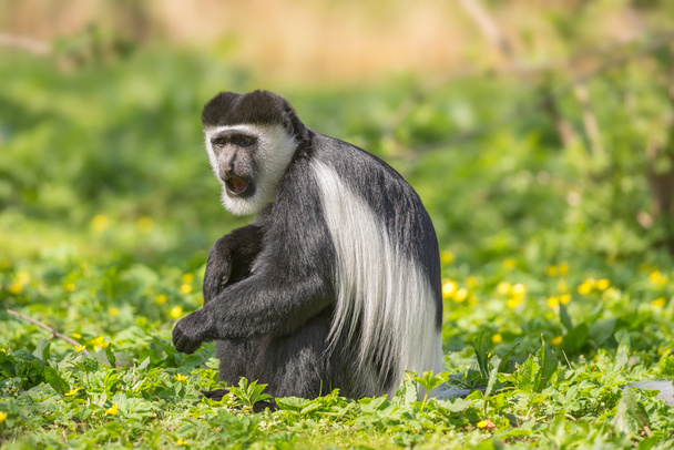 Guereza manto también conocido como el mono colobo blanco y negro
 - Foto, Imagen